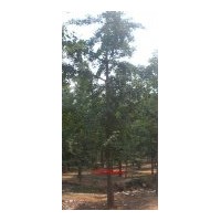 【14公分銀杏】13869956257