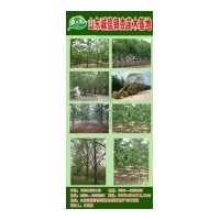 低價(jià)供應(yīng)3-------60公分銀杏樹