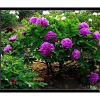 菏澤牡丹花苗 芍藥出售 大量占地牡丹苗