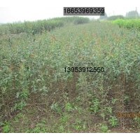 供應木瓜成品苗、木瓜苗