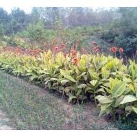 供應(yīng)花葉美人蕉