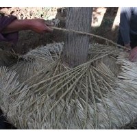 供應(yīng)國(guó)槐價(jià)格 白臘、國(guó)槐、紫葉李、女貞、五角楓、速生法桐