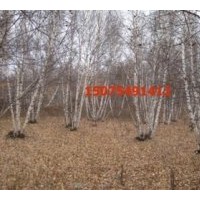 供應(yīng)白樺樹 樟子松，油松,黑松，云杉,五角楓, 蒙古櫟 花楸，柞樹