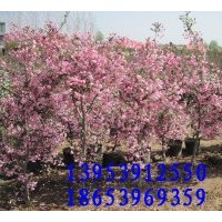 供應長壽冠海棠、垂絲海棠、長壽果海棠、蘋果西府、紅寶石海棠