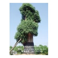 供應(yīng)短桿香樟20公分 高桿香樟40公分大胸圍香樟 多干生香樟40公分