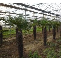大量供應(yīng)2米5至3米的棕櫚樹，南京供貨！余先生 13951800216