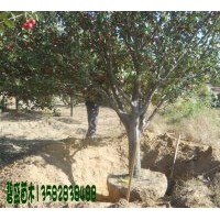 出售海棠樹(shù)
