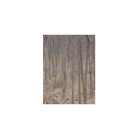 刺槐 國槐 楊樹 柳樹 法桐 皂角樹