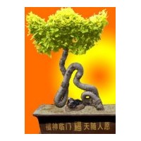 金葉榆，金福。金壽，金元寶。吉祥樹