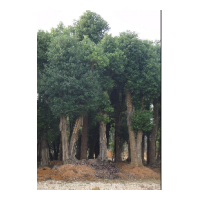 移栽香樟 胸徑30公分----80公分