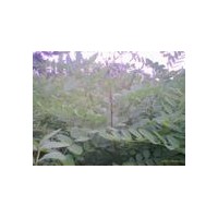 供應(yīng)花椒苗 花椒苗基地