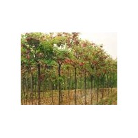 常年供應國槐、白蠟、法桐、合歡、垂柳、欒樹、苦楝、龍爪槐、花