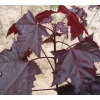 供應(yīng)紫葉挪威槭，挪威紅楓