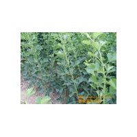 供應(yīng)山楂苗|大金星山楂苗