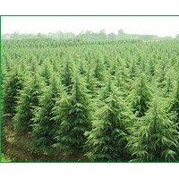 承建各種景觀綠化工程、供應(yīng)各種綠化苗木