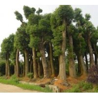 供應移栽大香樟、桂花、欒樹