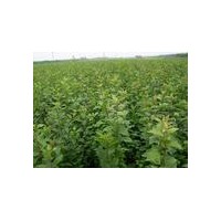 供應(yīng)杏樹苗