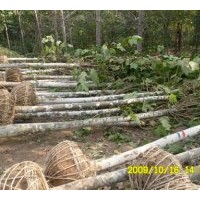 供應(yīng)各種規(guī)格法桐、速生法桐