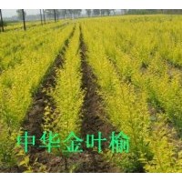 出售80高金葉榆