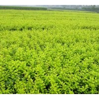 金葉女貞、灑金柏、百日紅