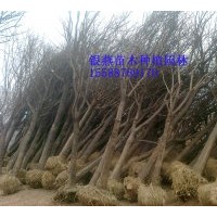 長期各規(guī)格供應(yīng) 國槐 法桐 合歡 白蠟 垂柳