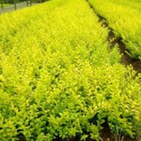 金葉女貞、金森女貞、紅葉小檗、小葉女貞、紅葉女貞、紅帽、豐花