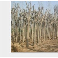 山東建民苗木 十公分國(guó)槐價(jià)格十公分國(guó)槐十公分國(guó)槐價(jià)格