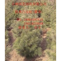 白皮松現(xiàn)貨供應(yīng)