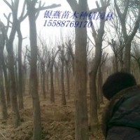 供應(yīng)山東國槐、速生法桐、造型法桐國槐價格 國槐種子