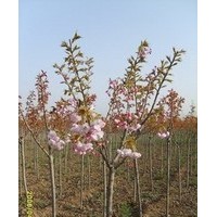 低價(jià)出售龍柏，蜀檜，北京檜，大小葉黃楊