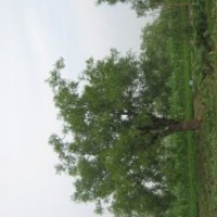 大量供應(yīng)8到12的白蠟樹8到30旱柳