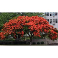 供應(yīng)鳳凰木苗 鳳凰木 鳳凰樹