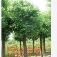 合肥長(zhǎng)綠苗圃長(zhǎng)年供應(yīng)各種規(guī)格香樟