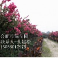 合肥長綠苗圃長年供應各種規(guī)格紫薇