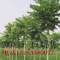 千頭椿樹.供應(yīng)毛白楊.山東１０７楊.白蠟基地.柳樹.國槐.法