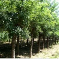 供應(yīng)國槐
