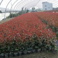 長期出售綠化苗木，紅葉石楠