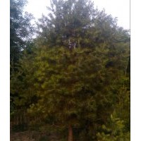 常年出售綠化苗木銀杏,白皮松,北海道