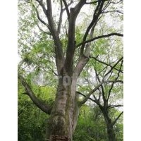 樸樹供應(yīng)