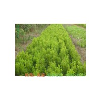 黃楊、金葉女貞、龍柏、蜀檜