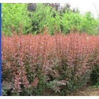 供應(yīng)金葉女貞、大葉黃楊、小葉黃楊、紅葉小檗