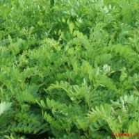 供應(yīng)紫穗槐、合歡、大葉女貞、紫荊、紫葉李等綠化苗木