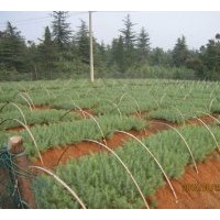 雪松基地雪松價格報價