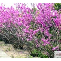 供應苗木紫荊高度：50-60公分