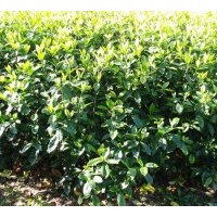 出售小葉梔子花、金葉女貞 小葉女貞