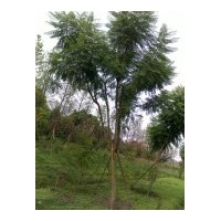 供應(yīng)藍花楹10-15公分