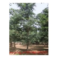 專供12公分銀杏樹