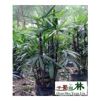 四川成都苗圃苗木棕竹高度：40-50公分