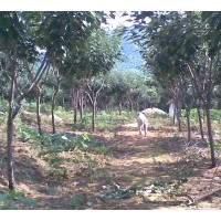 供應(yīng) 楸樹 白玉蘭 雜交馬褂木 深山含笑 日本晚櫻 日本紅楓