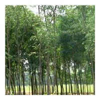 大量供應(yīng)1-8公分柳樹